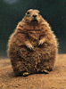 Woodchuck's Avatar