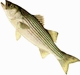 Striper