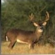 Whitetail1